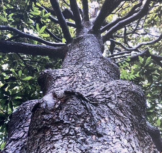 Black Walnut Tree Magnet